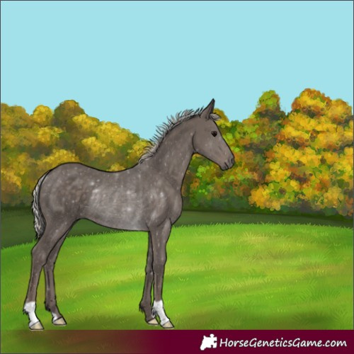 Horse Color:Silver Black Rabicano 