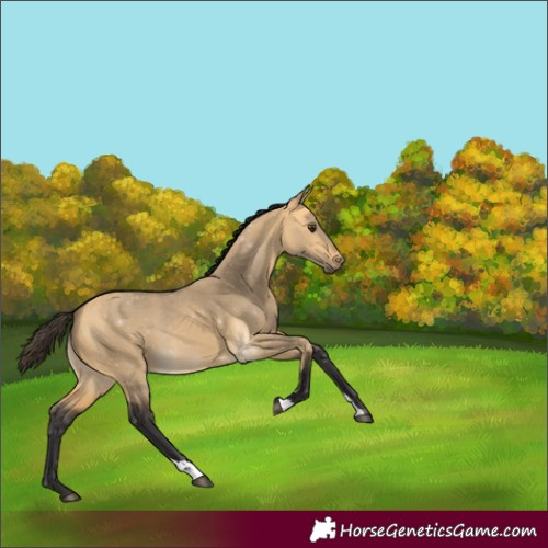 Horse Color:Buckskin Dun 