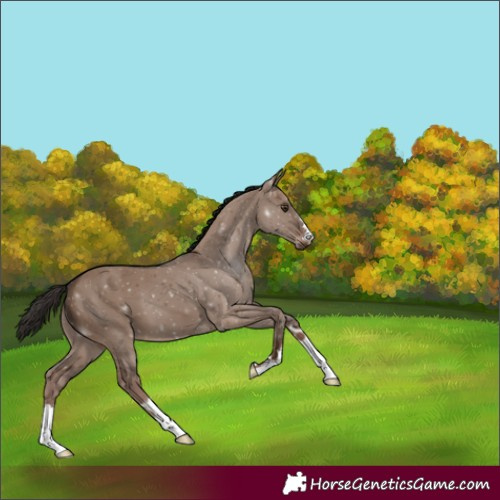 Horse Color:Liver Red Dun 