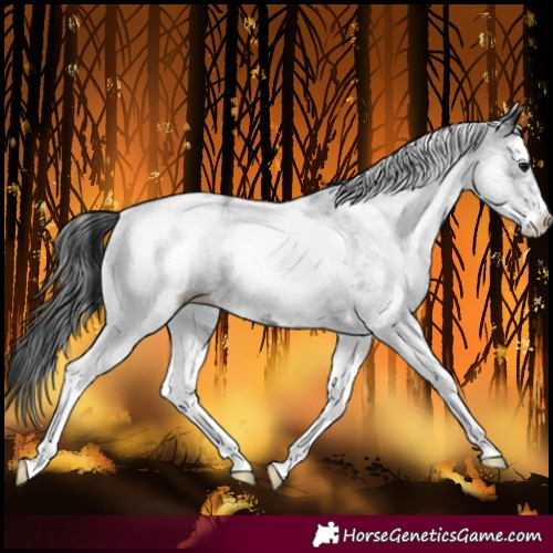 Horse Color:White Spotted Black
