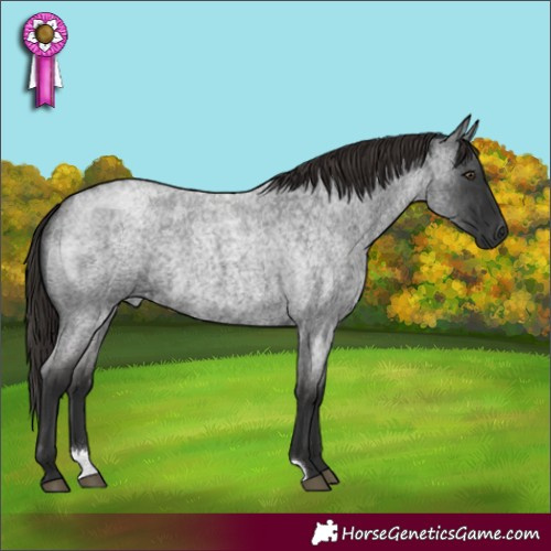 Horse Color:Liver Red Roan