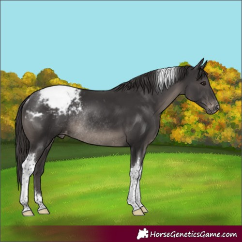 Horse Color:Smoky Black Tobiano Appaloosa Rabicano 