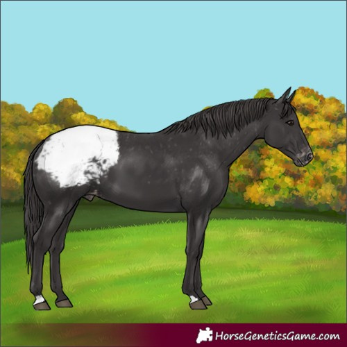 Horse Color:Smoky Black Appaloosa 