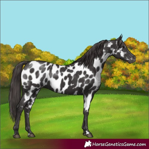 Horse Color:Smoky Black Appaloosa
