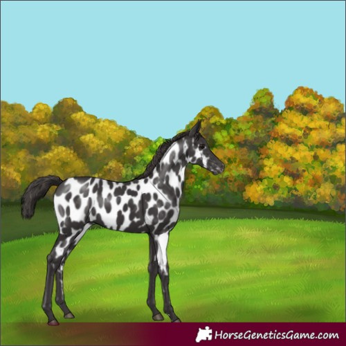 Horse Color:Smoky Black Appaloosa 