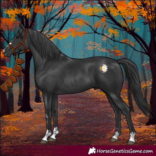 Horse Color:Black  and Black 