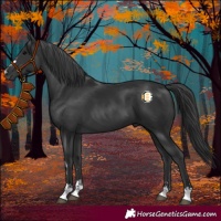 Horse Color:Black and Black