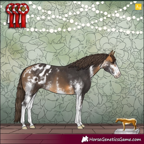 Horse Color:Buckskin Sabino Appaloosa
