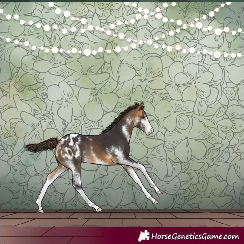 Horse Color:Buckskin Sabino Appaloosa 