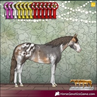 Horse Color:Buckskin Sabino Varnish 