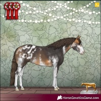 Horse Color:Buckskin Sabino Appaloosa 