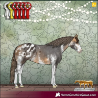 Horse Color:Buckskin Sabino Appaloosa