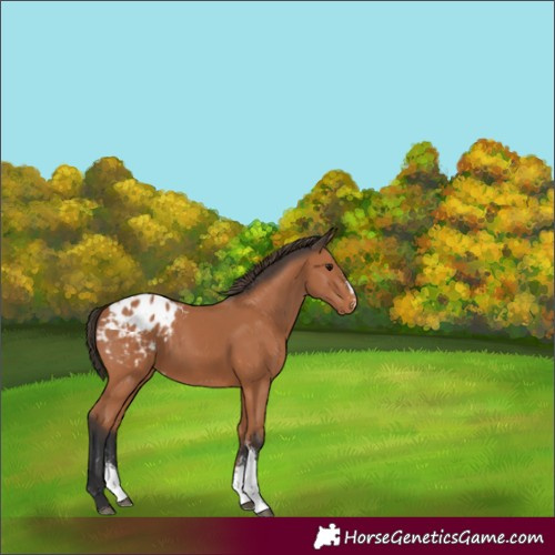 Horse Color:Bay Sabino Appaloosa