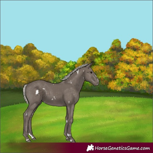 Horse Color:White Spotted Silver Smoky Black Splash 