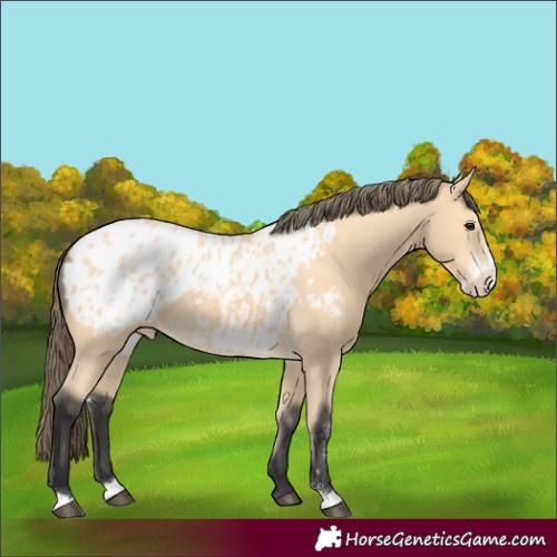 Horse Color:Buckskin Sabino Appaloosa 