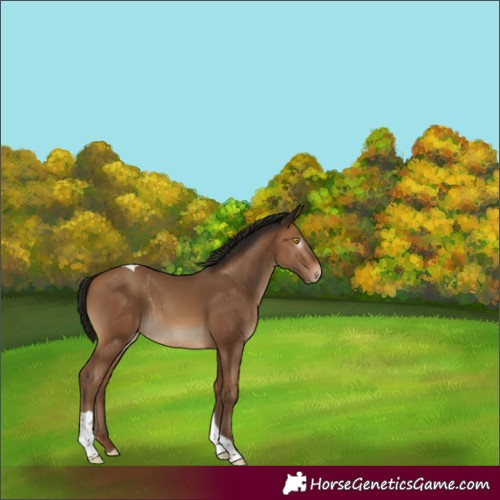 Horse Color:Gray Amber Champagne Tobiano Appaloosa 