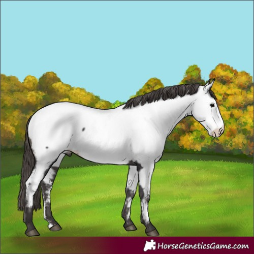Horse Color:Smoky Black Sabino Appaloosa