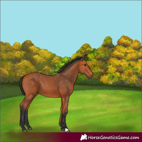 Horse Color:Bay Rabicano 