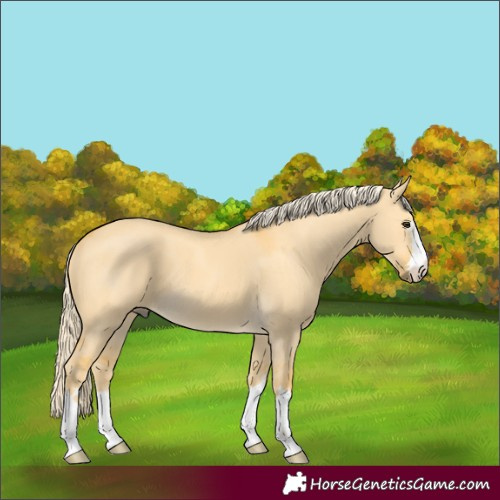 Horse Color:Palomino Dun 