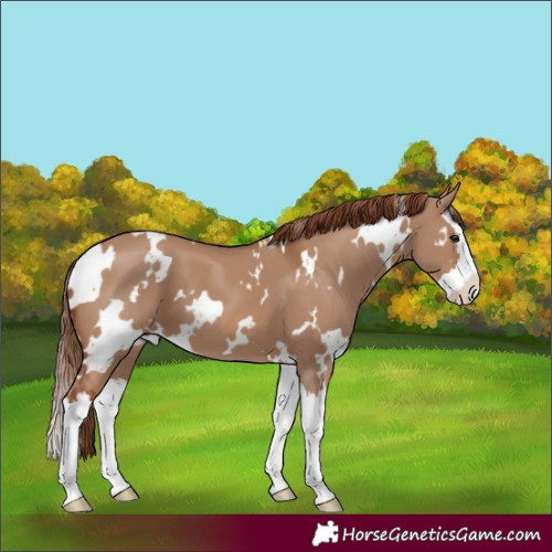 Horse Color:White Spotted Red Dun Splash 
