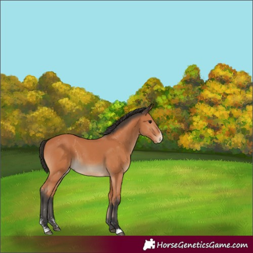 Horse Color:Bay Sabino