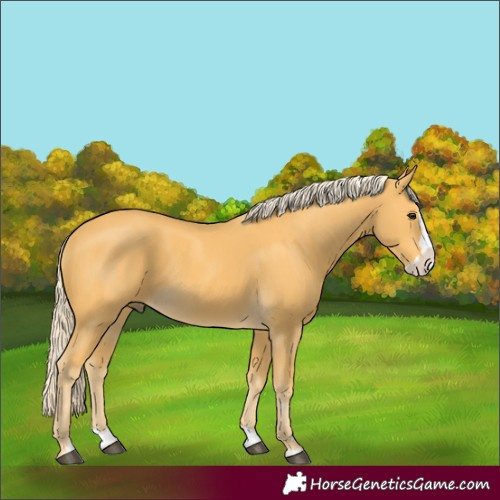Horse Color:Palomino Splash