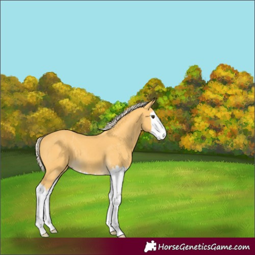 Horse Color:Palomino Splash 
