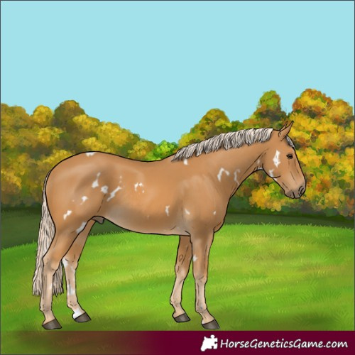Horse Color:White Spotted Palomino 