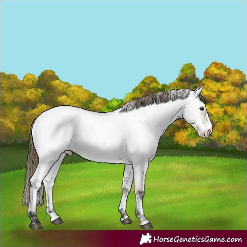 Horse Color:Buckskin Splash Appaloosa Rabicano 