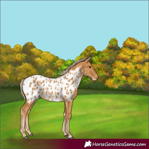 Horse Color:White Spotted Palomino Appaloosa
