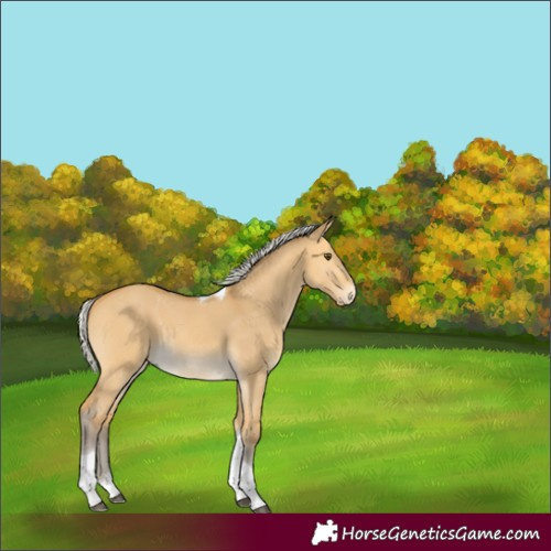 Horse Color:Silver Buckskin Dun Sabino Tobiano Rabicano 