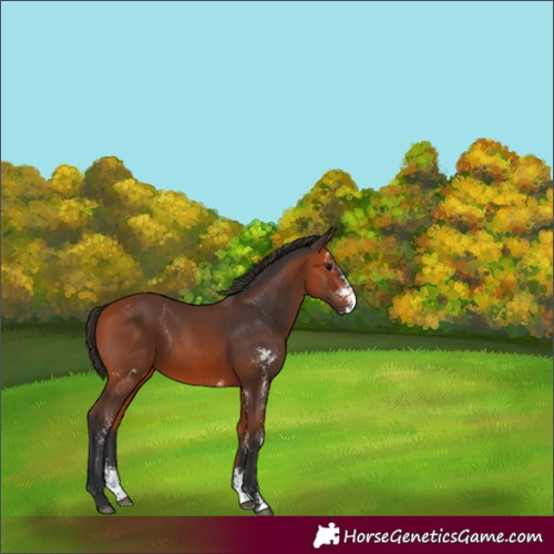 Horse Color:Bay Sabino Rabicano 