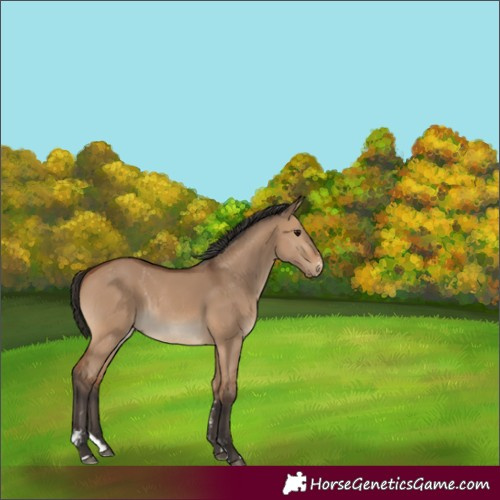 Horse Color:Bay Dun Sabino Splash Rabicano 