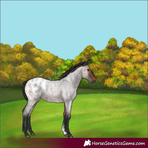Horse Color:Brown Roan Sabino Appaloosa Rabicano