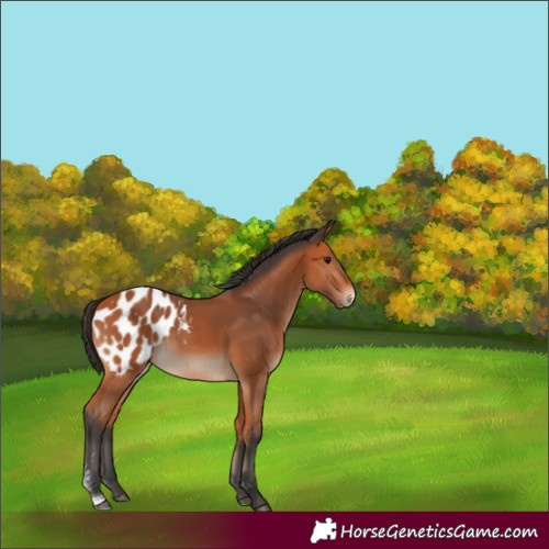 Horse Color:Bay Sabino Appaloosa 