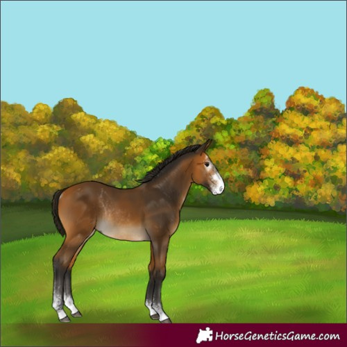 Horse Color:Gray Buckskin Sabino Rabicano 