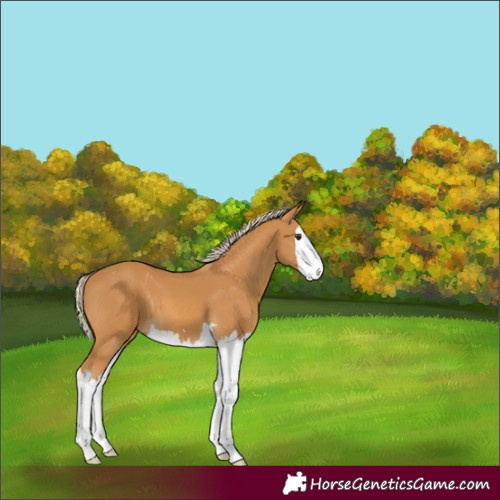 Horse Color:Palomino Splash 