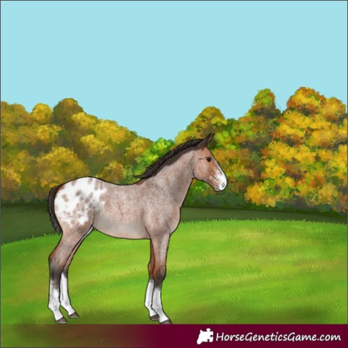 Horse Color:Bay Roan Sabino Splash Blanket Rabicano