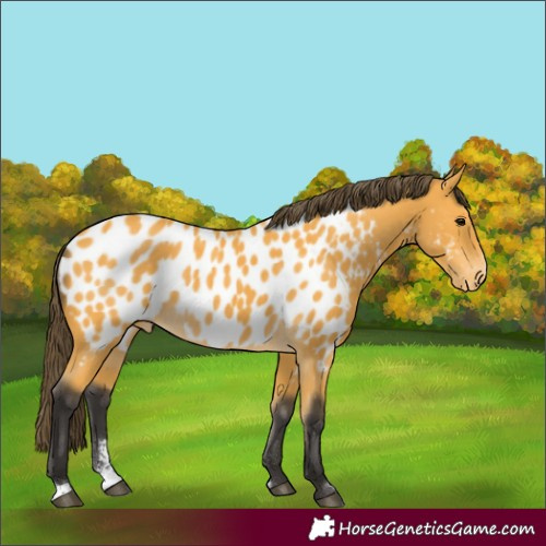Horse Color:Buckskin Sabino Appaloosa 