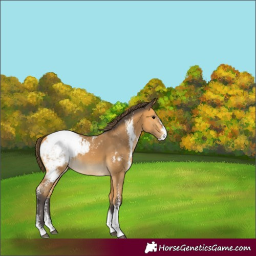 Horse Color:Buckskin Sabino Appaloosa 