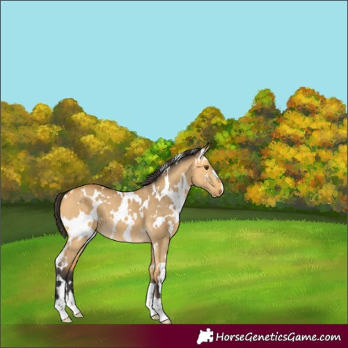 Horse Color:White Spotted Buckskin Dun 