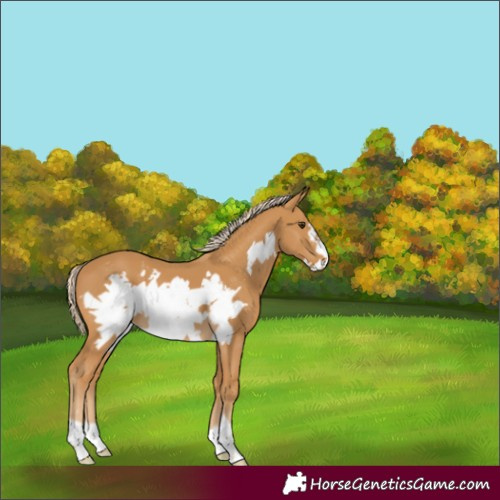 Horse Color:Palomino Frame