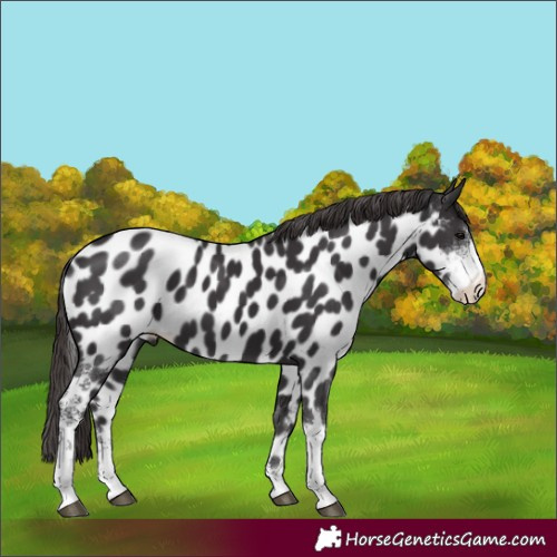 Horse Color:Smoky Black Sabino Appaloosa 