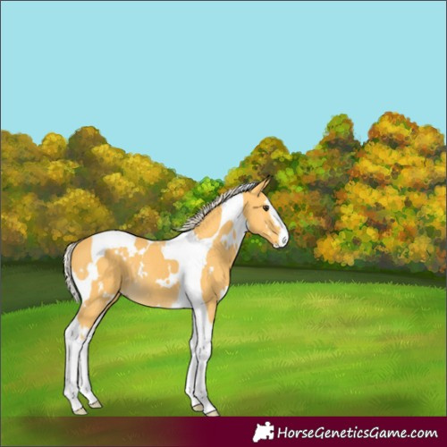 Horse Color:White Spotted Palomino Splash Tobiano 