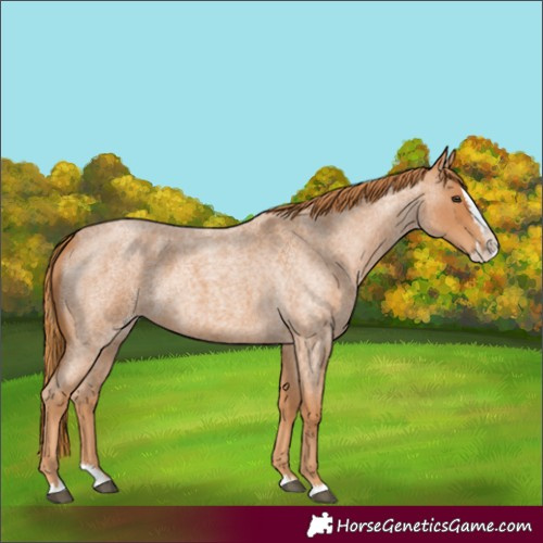 Horse Color:Red Roan Splash