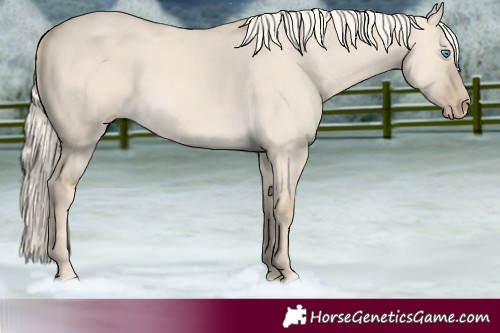 Horse Color:Cremello Dun Rabicano 