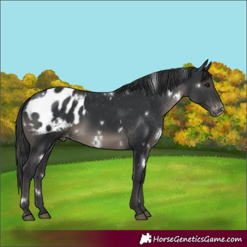 Horse Color:White Spotted Black Appaloosa Rabicano 