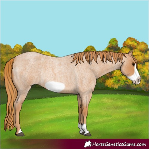 Horse Color:Red Roan Frame Rabicano 