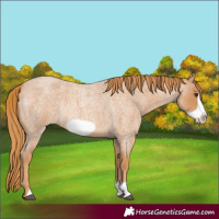 Horse Color:Red Roan Frame Rabicano