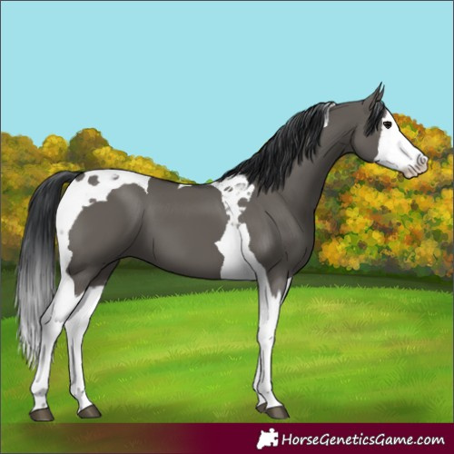 Horse Color:Grullo Splash Tobiano 